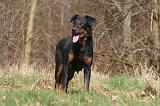 BEAUCERON 999